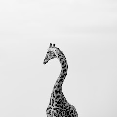 Okaroo Photography