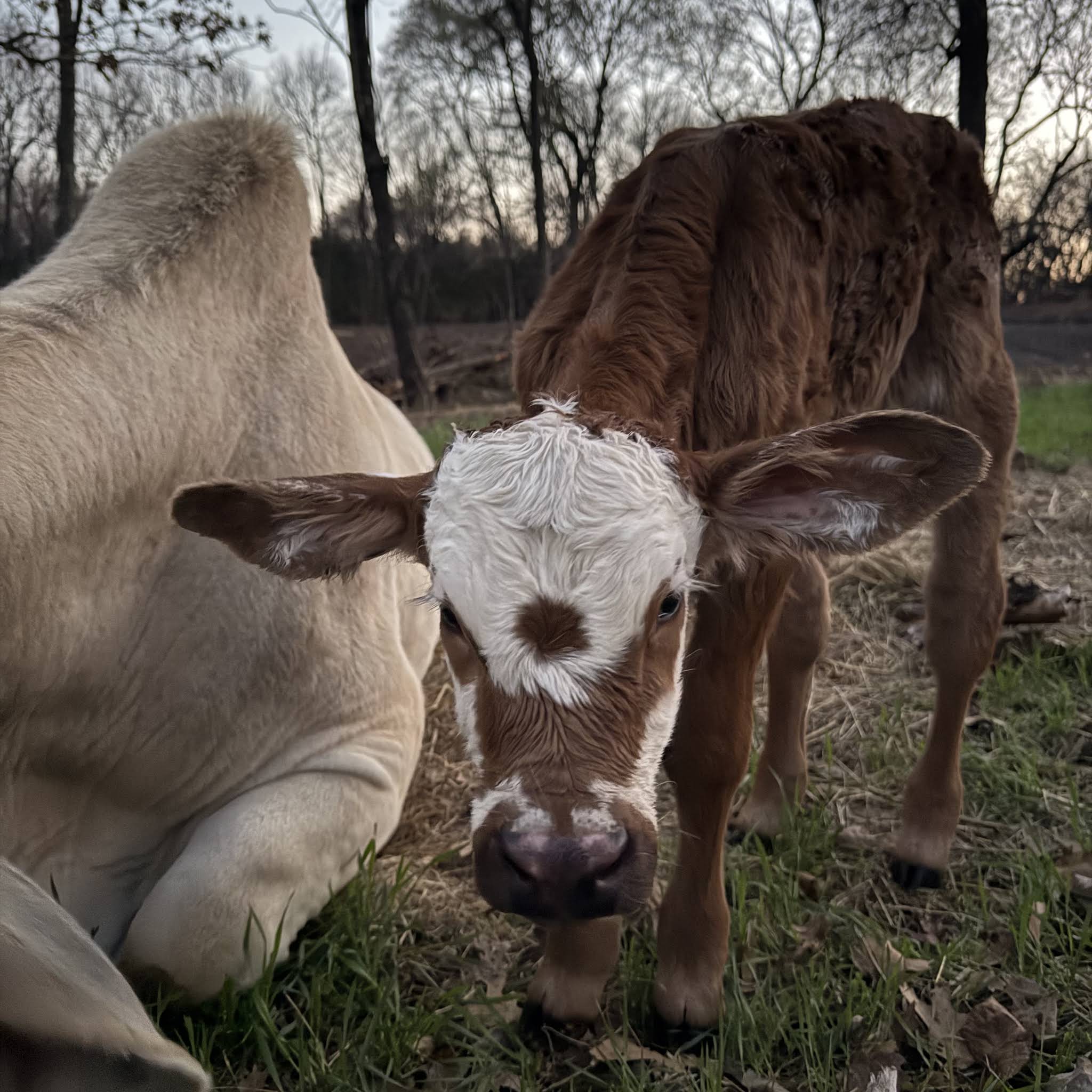 Post from Rufus The Bull