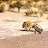 @hivewatch Avatar