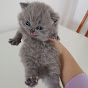 Kitty Cuteness Central