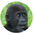 8GQ6Zrujv44-channel-avatar-yenzg金剛猩猩Gorilla D'jeeco Troop