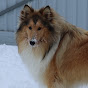 Rough Collie Jessie logo
