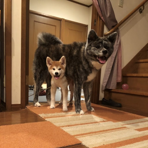 秋田犬ぱたこAkita-inu