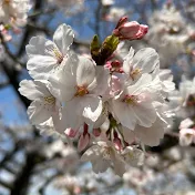 最後の砦チャンネル