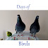 daXkeff4UFA-channel-avatar-Days of Birds