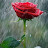 @MsARC Avatar
