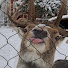 PKncKlUa83A-channel-avatar-A deer
