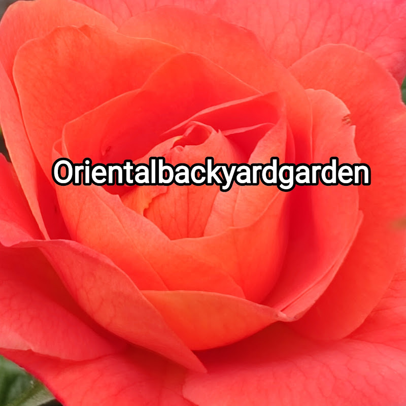 Orientalbackyardgarden