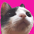 _KbJ_c1eID0-channel-avatar-ねこぱんちParaguay
