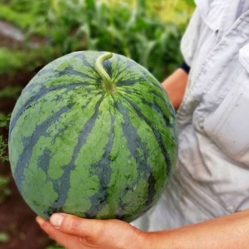 菜園アドバイザーあぐりんのあぐりんちゃんねる🍉のサムネイル