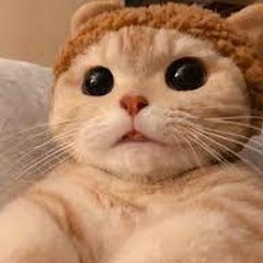 猫が喜ぶ映像アイコン画像