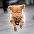 3RljE-8rB_M-channel-avatar-Geronimo Kennels