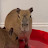 Capybarapulup