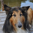 uvK3e4f0lvg-channel-avatar-Adventures of farm collies