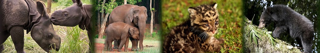 Wildlife Trust of India YouTube 频道头像