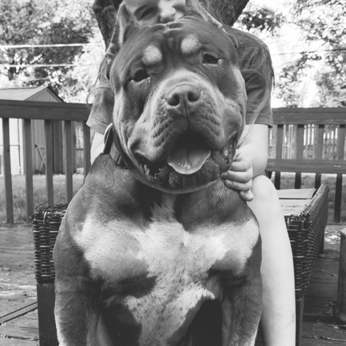 Post from Kingdom Bully Kennels