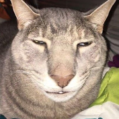 CATS MEMEZ