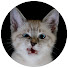 wxuPC9tF1Hg-channel-avatar-クセ猫ファミリー