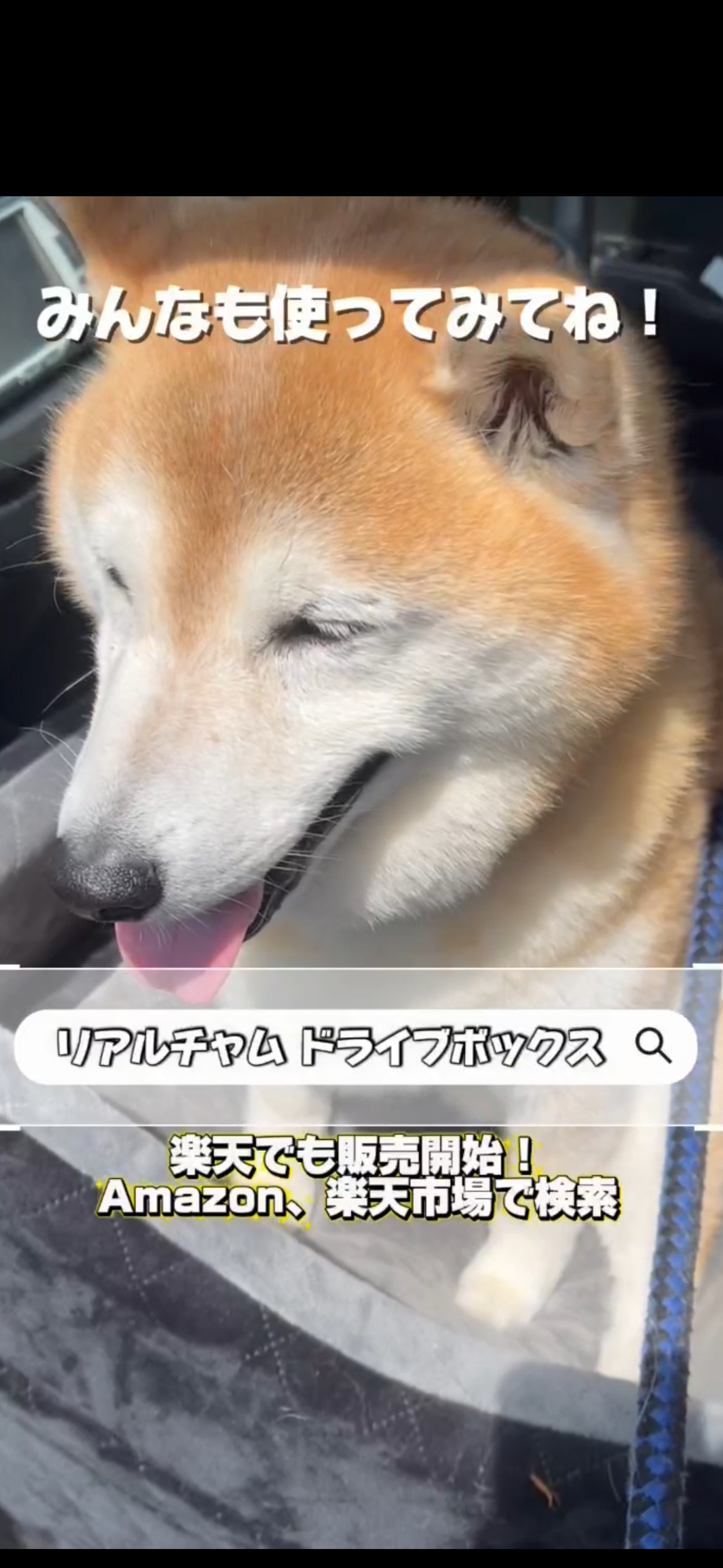 怒る柴犬❗️（夏仕様） YouTube