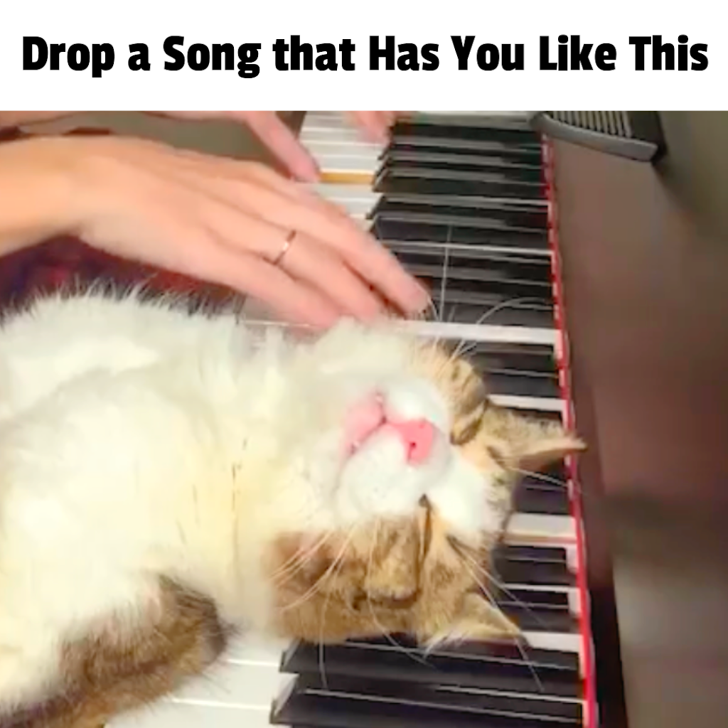 レノックス猫 Playing with Peares YouTube