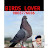 Birds lover Punjab