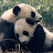 @Panda_Lover3
