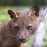 5qBm_YI0MHw-channel-avatar-Fossa2