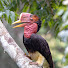 Malaysia forester birding tour