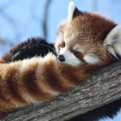 癒しのお届け動物便【可愛い動物】