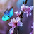 @shishya-e5v