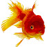 NI6FLDwehNs-channel-avatar-Kem Ốc Chanel