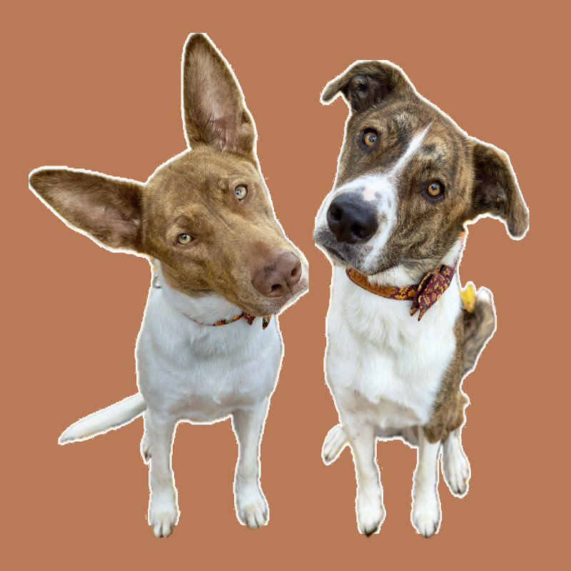 Hazel & Walnut