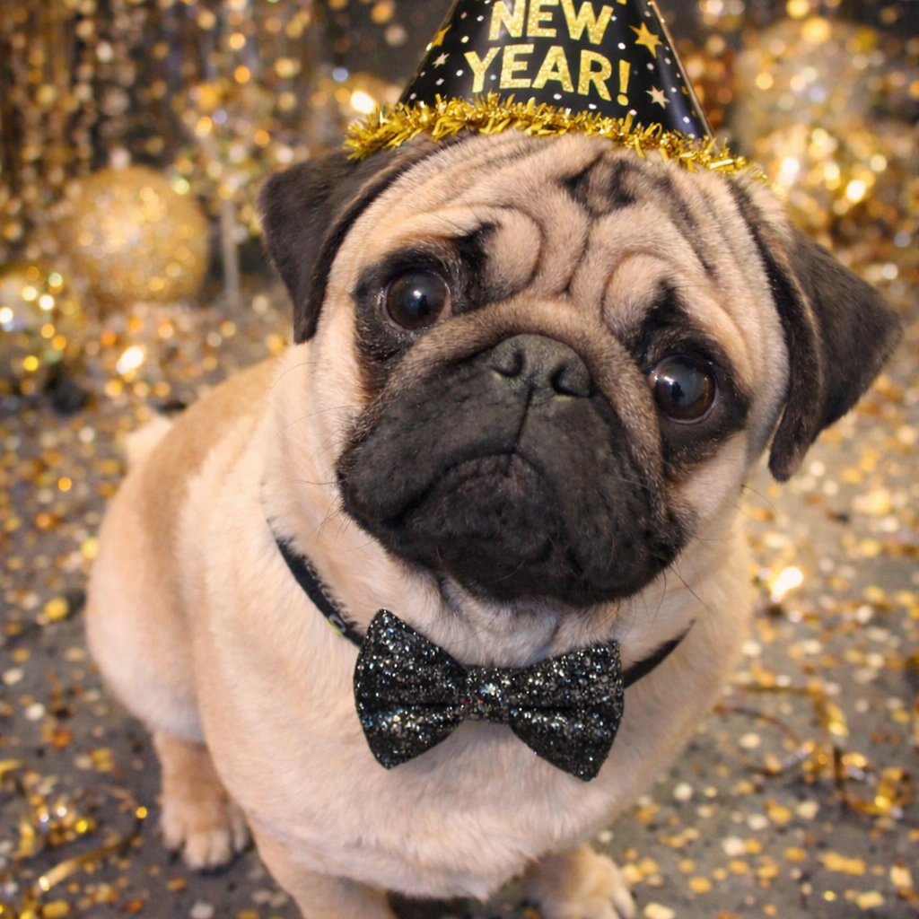 Post from Pug And Disorderly