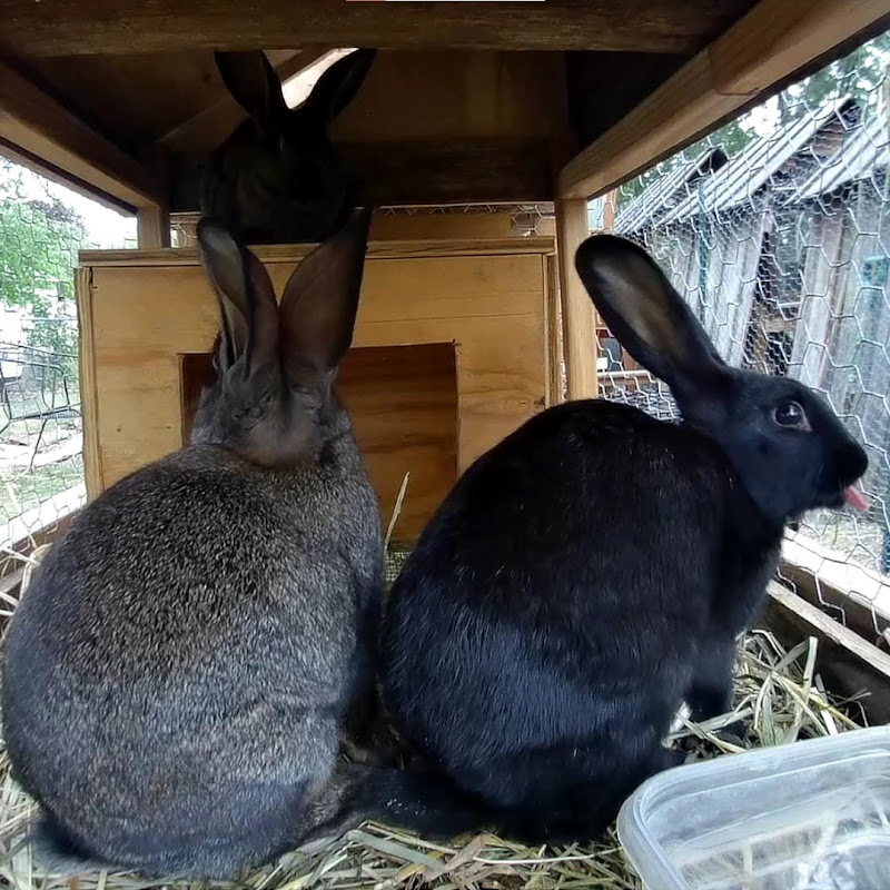 The Rabbit City