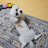 @딸기야멍멍해봐