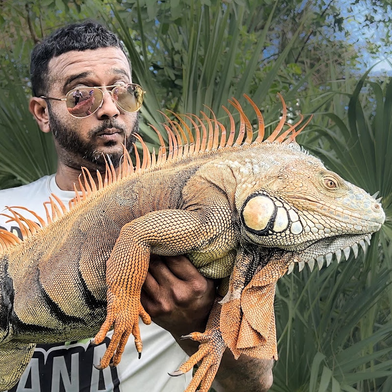 IGUANA MAN