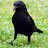 @darthcrow42 Avatar