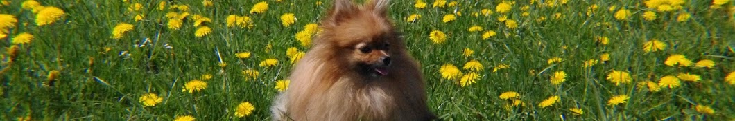 SiSi Pomeranian YouTube channel avatar