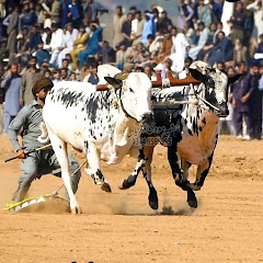 Dand Race PK