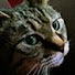 CgoB0OGVMt8-channel-avatar-しなちくのイロイロ
