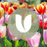 mfQkeABUW5M-channel-avatar-BULBi - Flower bulbs & perennial plants