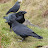 Arthur & Morrigan - Great Orme Ravens