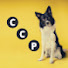 72f8hbg1SQE-channel-avatar-Curso Collar Pets