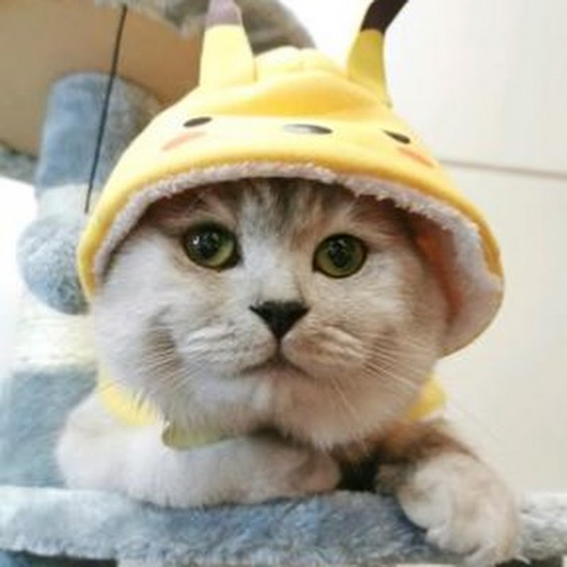 十八的萌喵日记