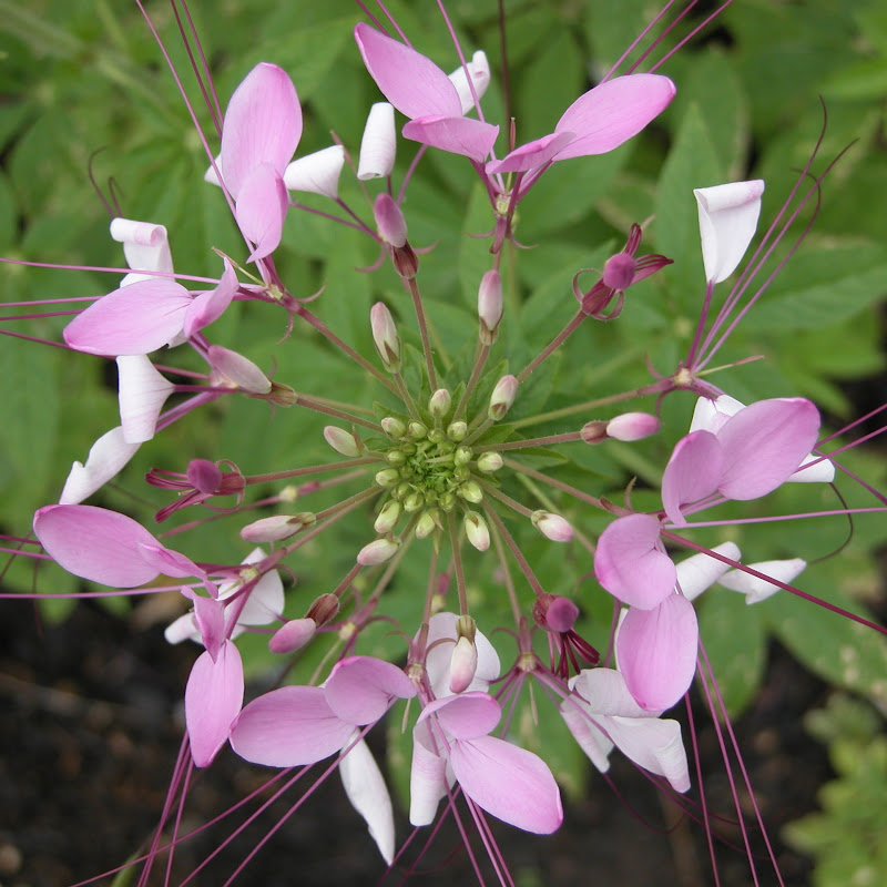 Plant Systematics icon