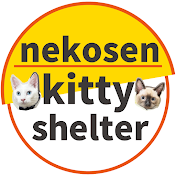 ねこせん【こねこ保育園】