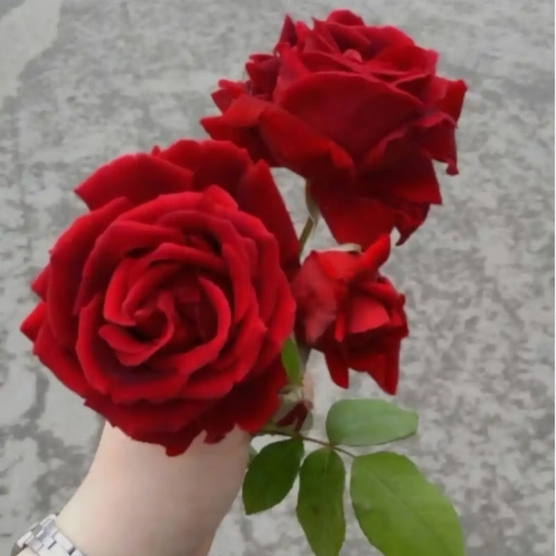 مغتربة في فرنسا نينا 