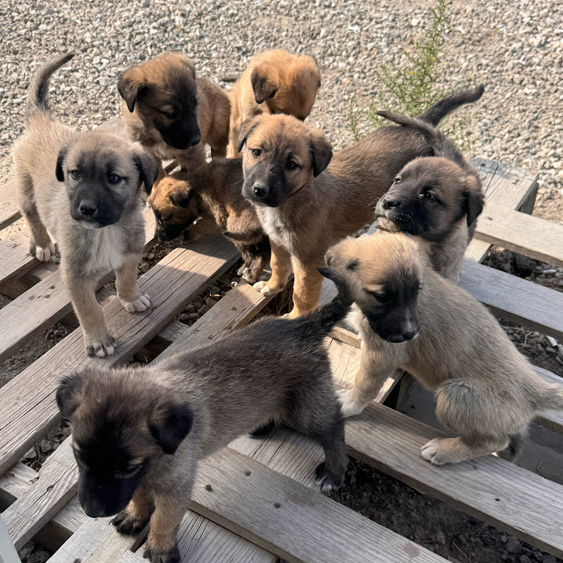 Sende bir patiden tut