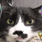 ちゃんねるロゴス