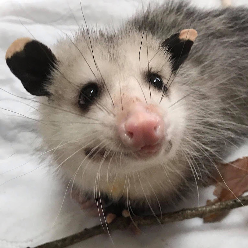 Millstone Wildlife Center profile avatar